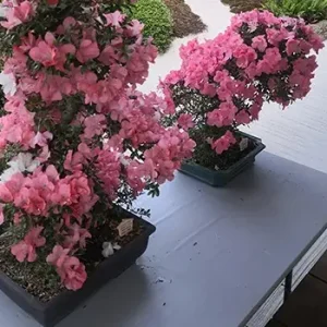 Azaalen im botanischen Garten