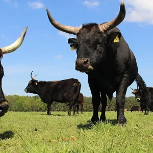 ludwigslust-gallerie6